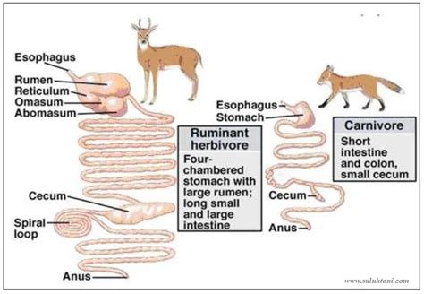 Usus halus adalah organ pencernaan selanjutnya setelah lambung. Komparasi Pencernaan Ternak Ruminansia Beserta Fungsinya ~ DIORAMA PENYULUHAN DAN KEDAULATAN PANGAN