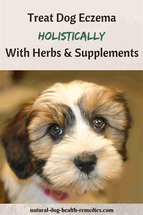 Dog Eczema Causes Symptoms And Natural Home Remedies