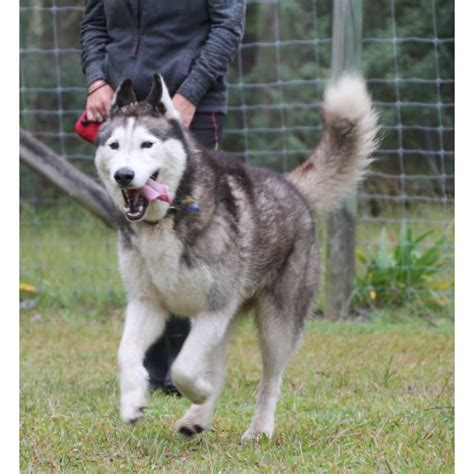 Max Large Male Alaskan Malamute X Siberian Husky Mix Dog In Nsw