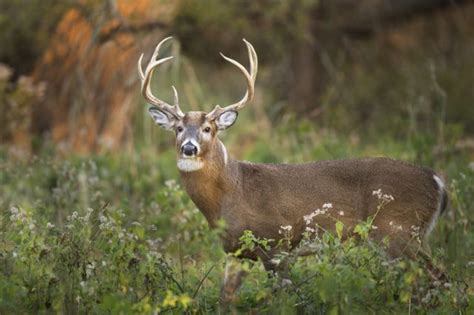 The Reason Why Dollars Are Called Bucks Is Surprisingly Literal The