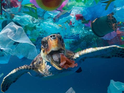 Sea Turtles In Trash