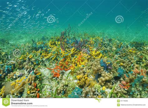 Colorful Sea Life On The Ocean Floor Stock Photo Image