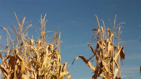 Row Of Golden Corn Stalks In Early Autumn Stock Footage Video 2920540