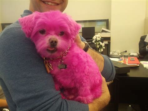 Pink Puppy Why Pink Puppy Pink Dog Pink