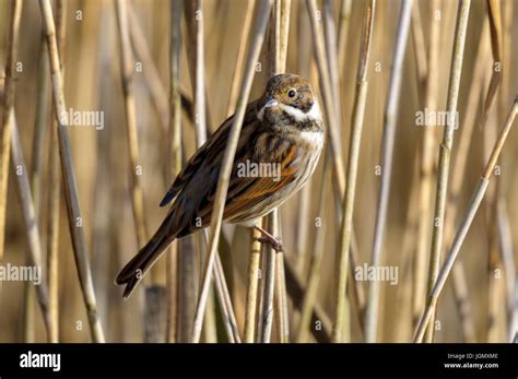 An Adult Male Reed Bunting Emberiza Schoeniclus In Non Breeding