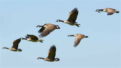 Geese Migration Wildlife Leadership Academy
