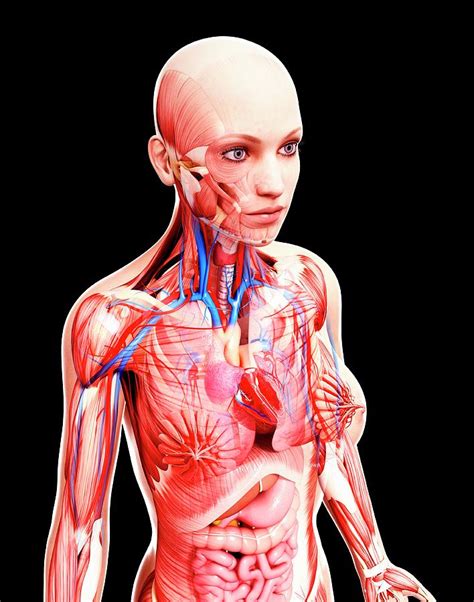 Female Anatomy Photograph By Pixologicstudio Science Photo Library