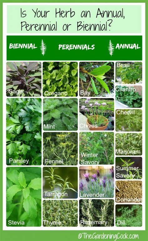 Fresh Herbs Annual Biennial Or Perennial The Gardening Cook