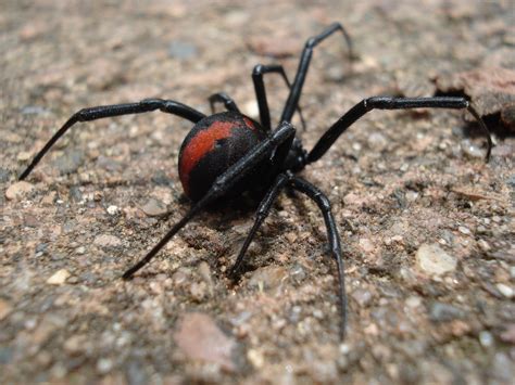 Redback Spider Biological Science Picture Directory