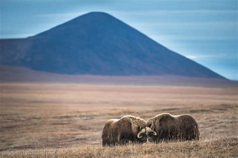 Wrangel Island Russia Guide With Sublime Photos