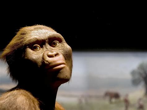 Australopithecus Afarensis Lucy Full Body
