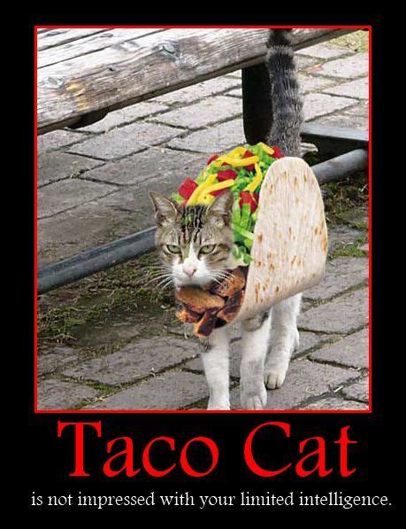 Gallery For Taco Cat Costume Gt Taco Tacos Taco Cats