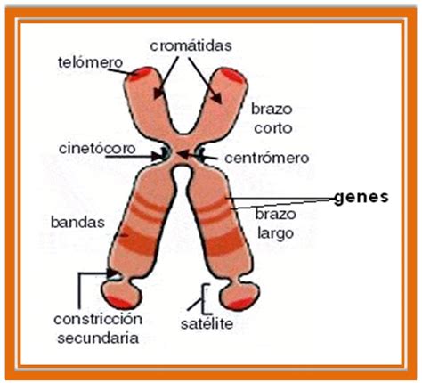 La Biolog A Inteligente Partes De Un Cromosoma