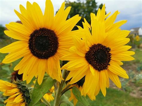 Sunflower Sunny Yellow