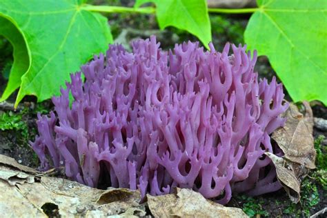 Violet Coral Fungus Mushrooms Of Susquehanna Valley On The Ny Pa