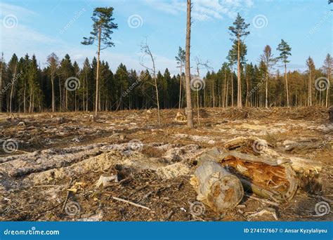Cutting Down Trees Deforestation And Harvesting Of Wood For Import A