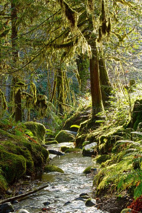 Enchanted Forest Stream Stock Photo Image Of Vertical 23367582