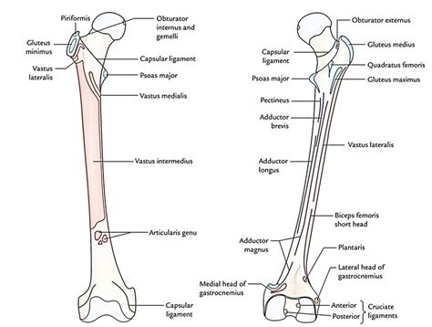 Femur Parts Side Determination Anatomical Position Upper End