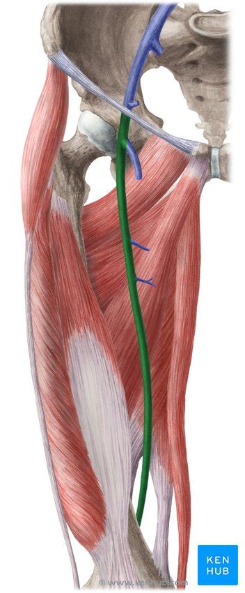 Veins Of The Lower Limb Anatomy Kenhub