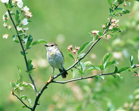 Free Download Only Nature Beautiful Birds In Spring Wallpapers