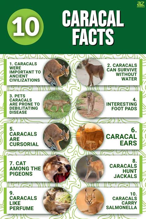 10 Incredible Caracal Facts Az Animals