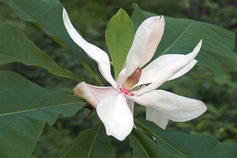 10 Different Types Of Magnolias Photos Garden Lovers Club