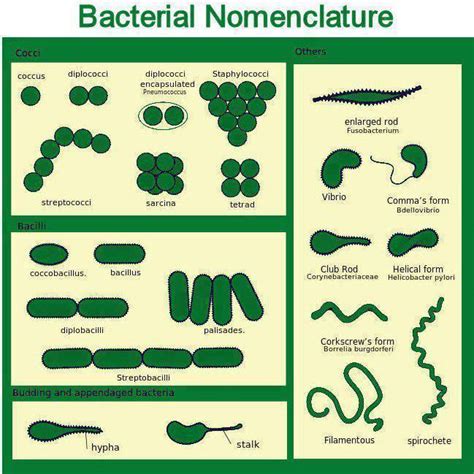 Bacterial Nomenclature Medical Laboratories