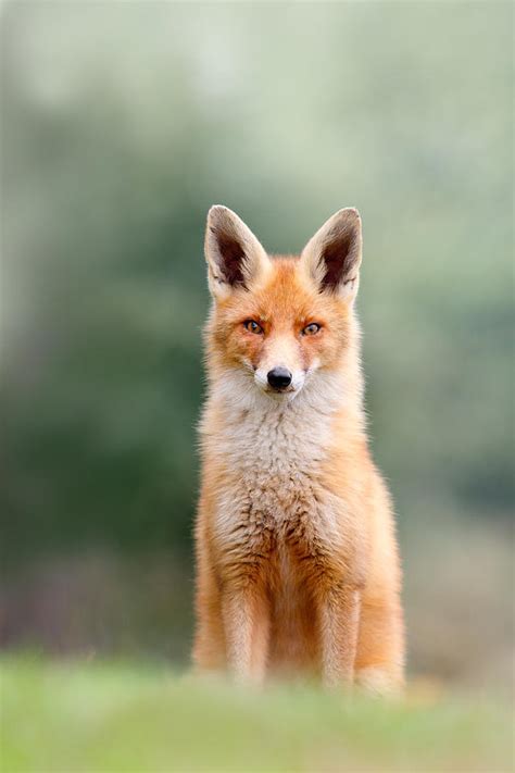 Softfox Red Fox Sitting Photograph By Roeselien Raimond