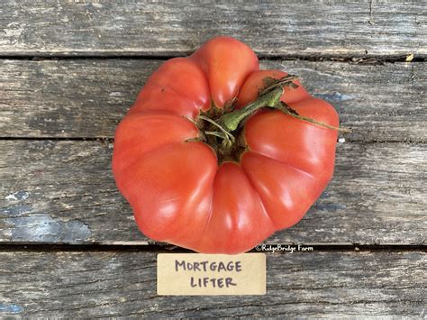 Mortgage Lifter Heirloom Tomato Seeds Organically Grown Etsy