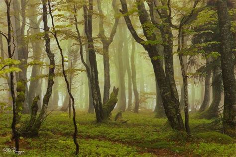 The Tale Of Trees Magical Painterly Scene Of A Foggy Mountain Forest In