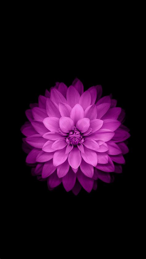 1080x1920 Iphone 6 Plus Wallpaper Official Purple Lotus Flower