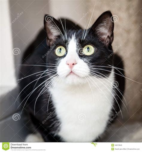 Black And White Cat With Green Eyes Looking Up Surprised Stock Photo