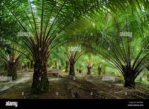 Oil Palm Trees In Plantation In Malaysia Oil Palms Are Grown