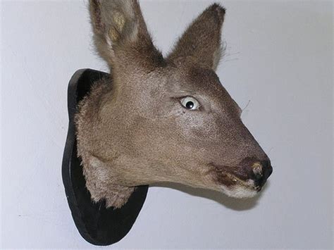 Are These The Worst Taxidermy Mounts Of All Time Gohunt