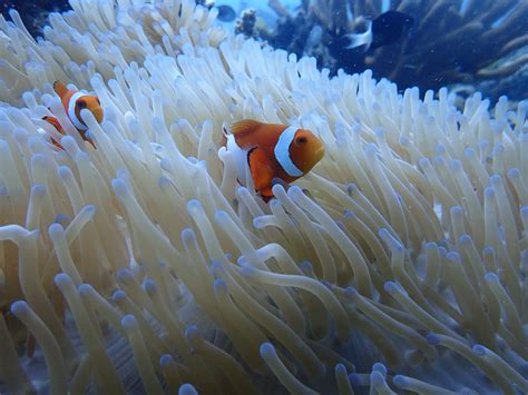 Ikan Badut - Balai Taman Nasional Bunaken