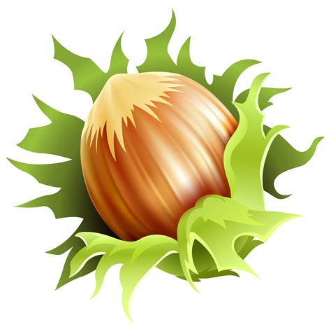 Hazelnuts Png