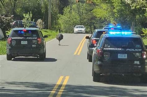 Escaped emu leads police on wild, 20 mile chase through Tennessee town