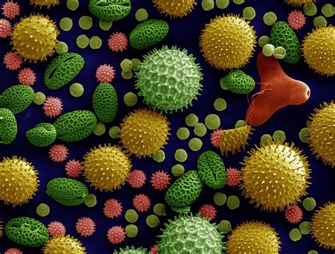 10 Facts About Pollen