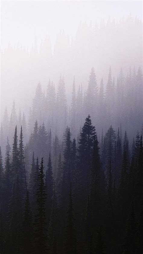 Pine Forest Iphone Wallpaper 61 Images