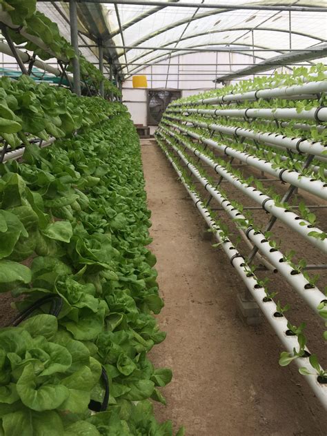 How to create a vertical hydroponic gardening system. Hydroponic gardening | Hydroponic farming, Hydroponics ...