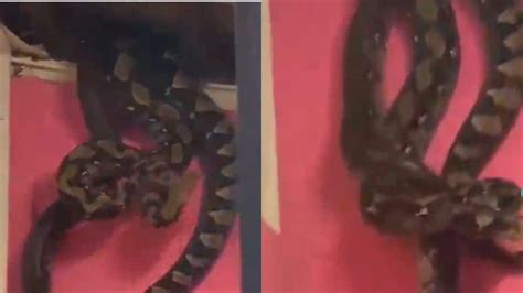 Viral Video Residents Were Surprised To See Giant Snakes Living In The