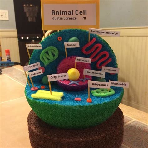 10 Unique 3d Animal Cell Project Ideas 2020