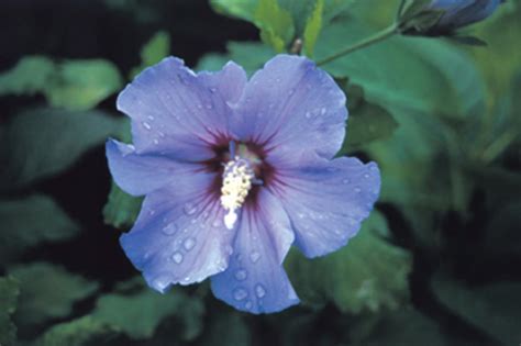 All varieties have been preserved to ensure they will not wilt in the same way living plants would. Rose of Sharon Planting Tips | HGTV