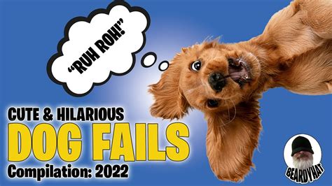 Hilarious Dog Fails Compilation 2022 Try Not To Laugh Youtube