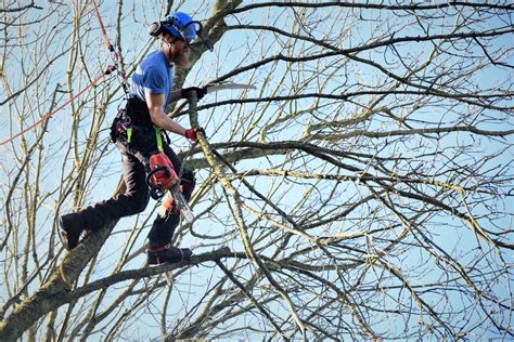 The verify a credential tool enables you to confirm whether an arborist has an isa credential. Is an Arborist the Same as a Tree Surgeon? | Tree Surgery