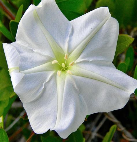 What Should I Know About Growing Moonflowers With Pictures