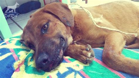 Dog Almost Beaten To Death Defies Odds And Survives