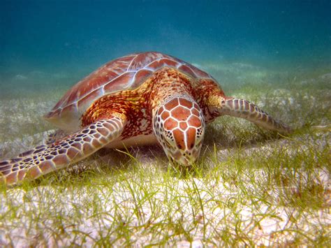 Wild Life Amazing Ocean Creatures Sea Turtle Turtle