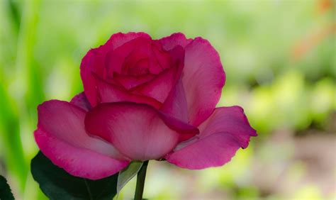 Mit ihren bunten blüten empfangen sie besucher wohl duftend, wenn sie rechts und links neben der haustür gepflanzt wurden. Rose im Garten Foto & Bild | anfängerecke - nachgefragt ...