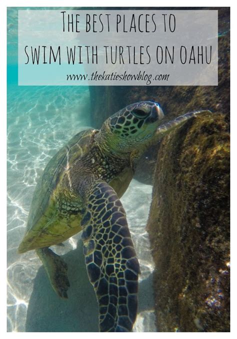 A Guide To The Best Places To Swim With Sea Turtles On Oahu Hawaii